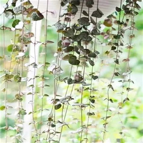 植物窗簾|室內生機盎然，全靠這些植物窗簾